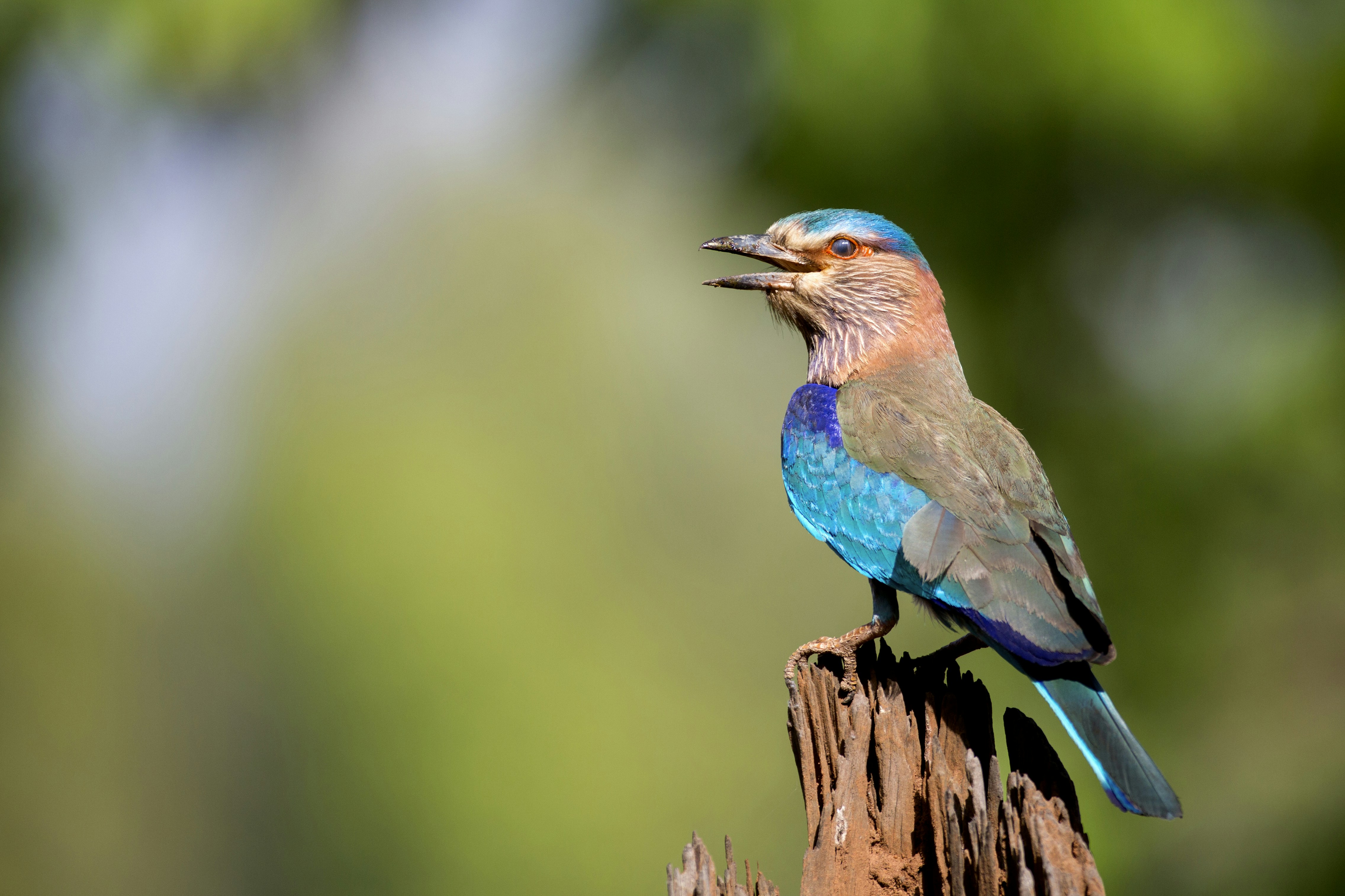 Discover Odisha's Hidden Treasures: Indian Roller and Beyond!