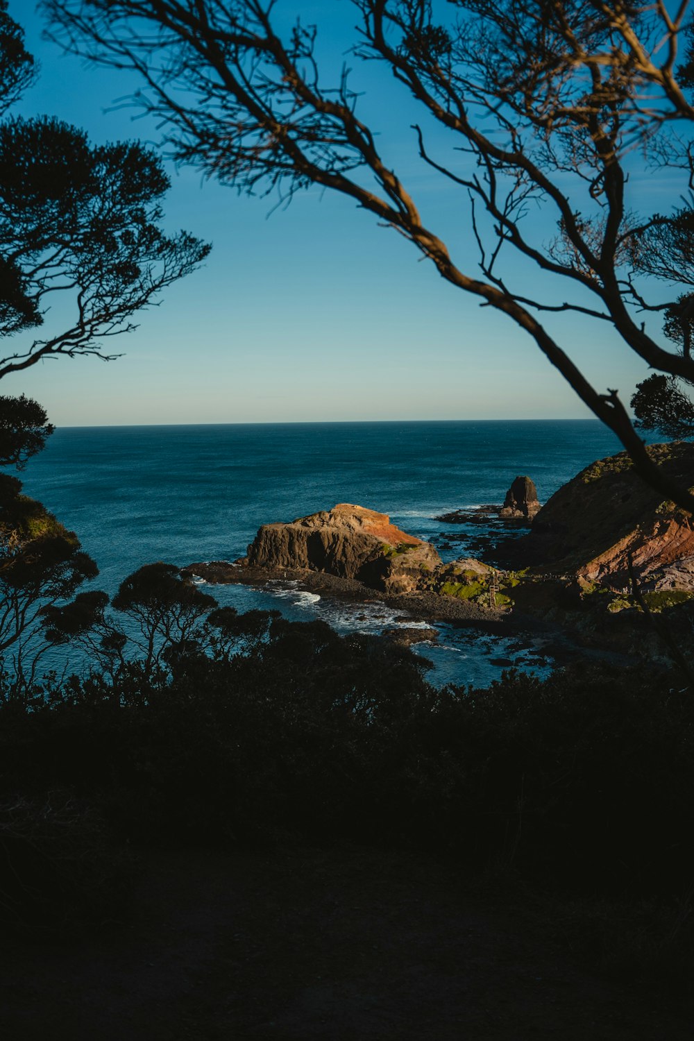 a rocky beach with a tree