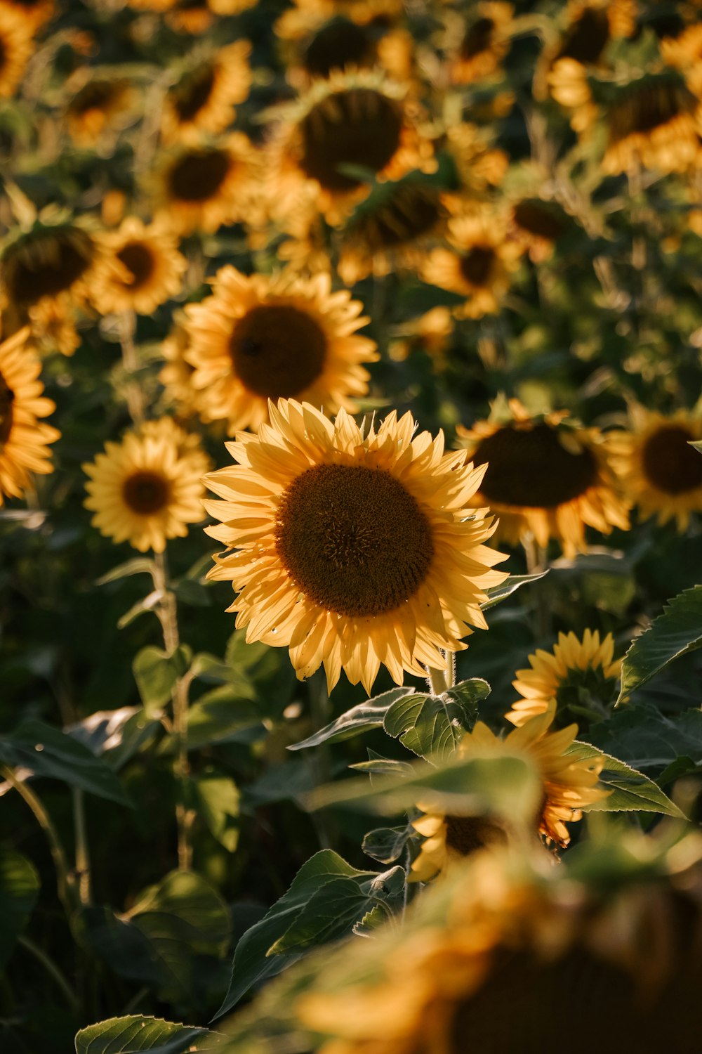 a field of sunflowers