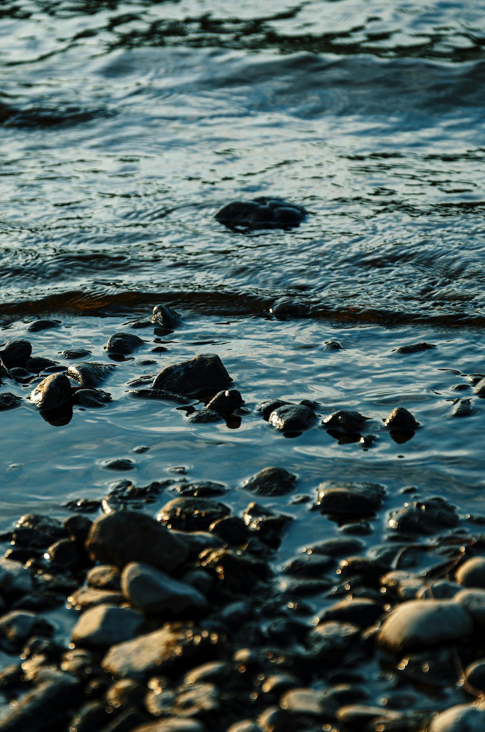 a group of turtles on a rocky beach