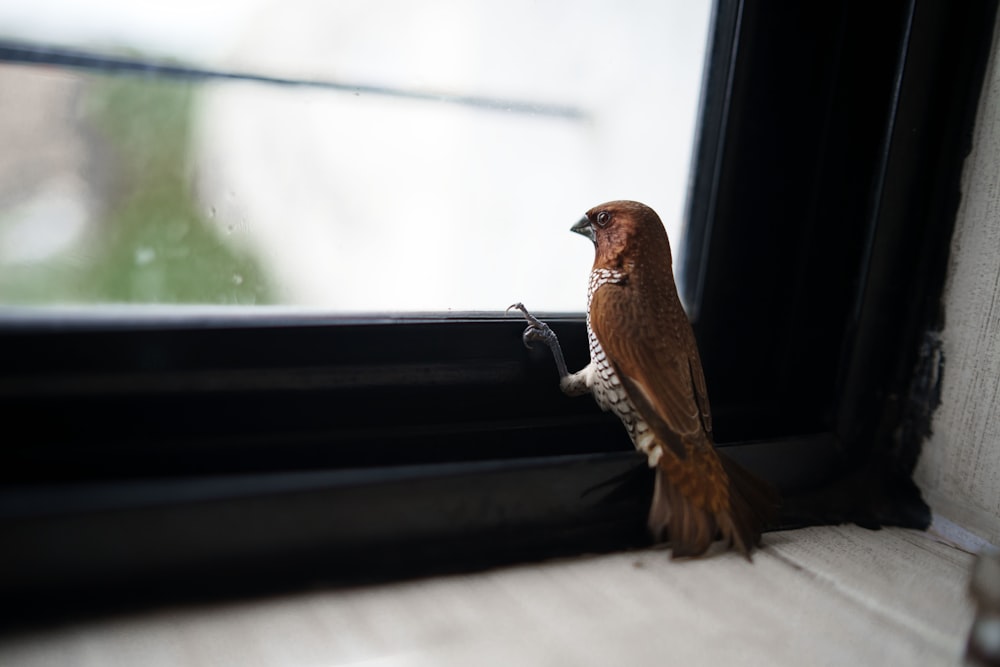 a bird sitting on a window sill