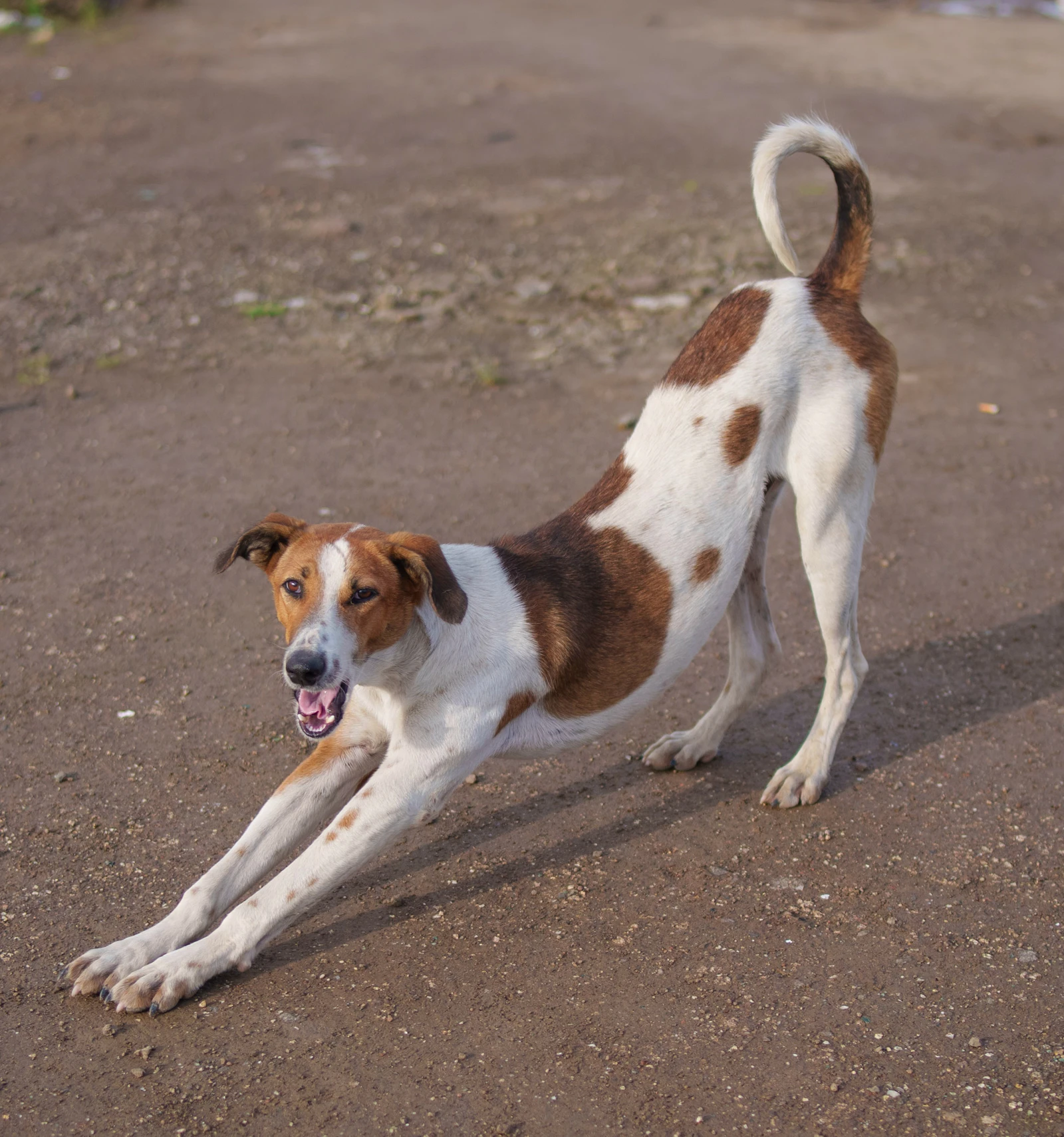 Perro tumbado en el suelo durante una sesión de ejercicios