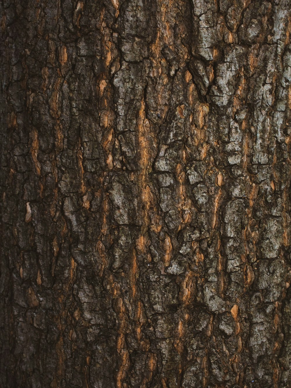 a close up of a tree trunk