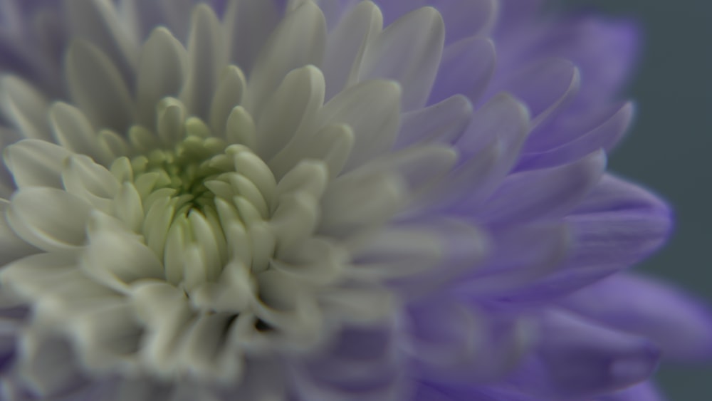 a close up of a flower