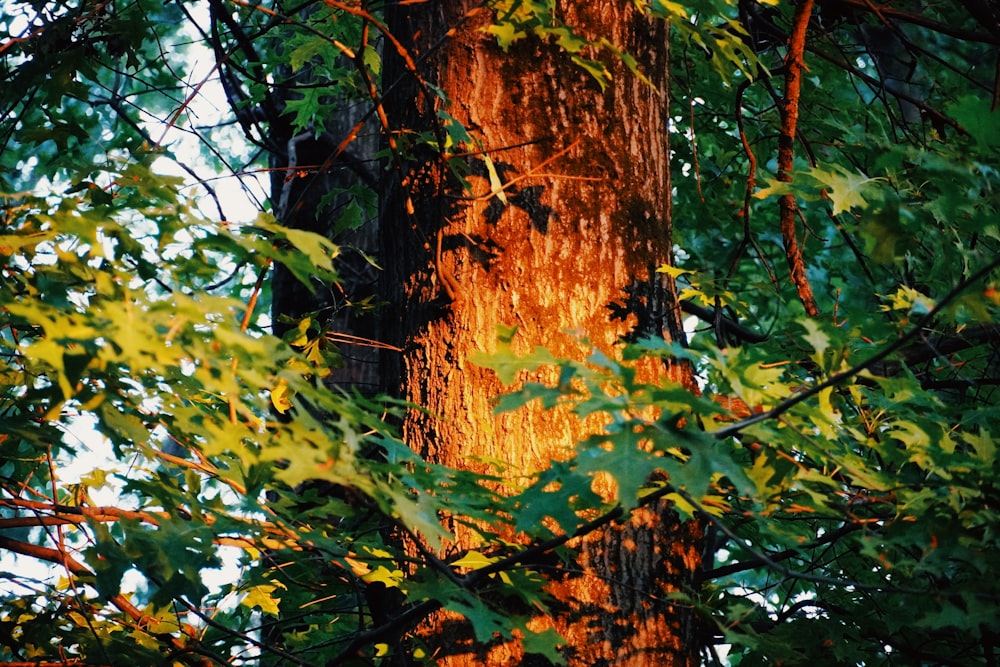 a tree with a large trunk