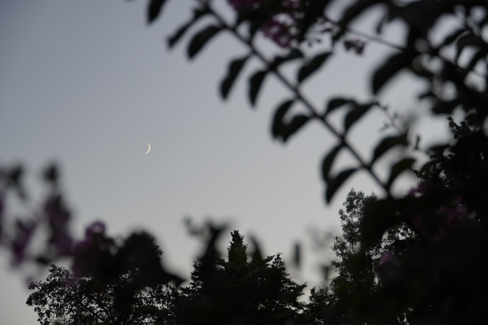 a tree with leaves and a moon in the background