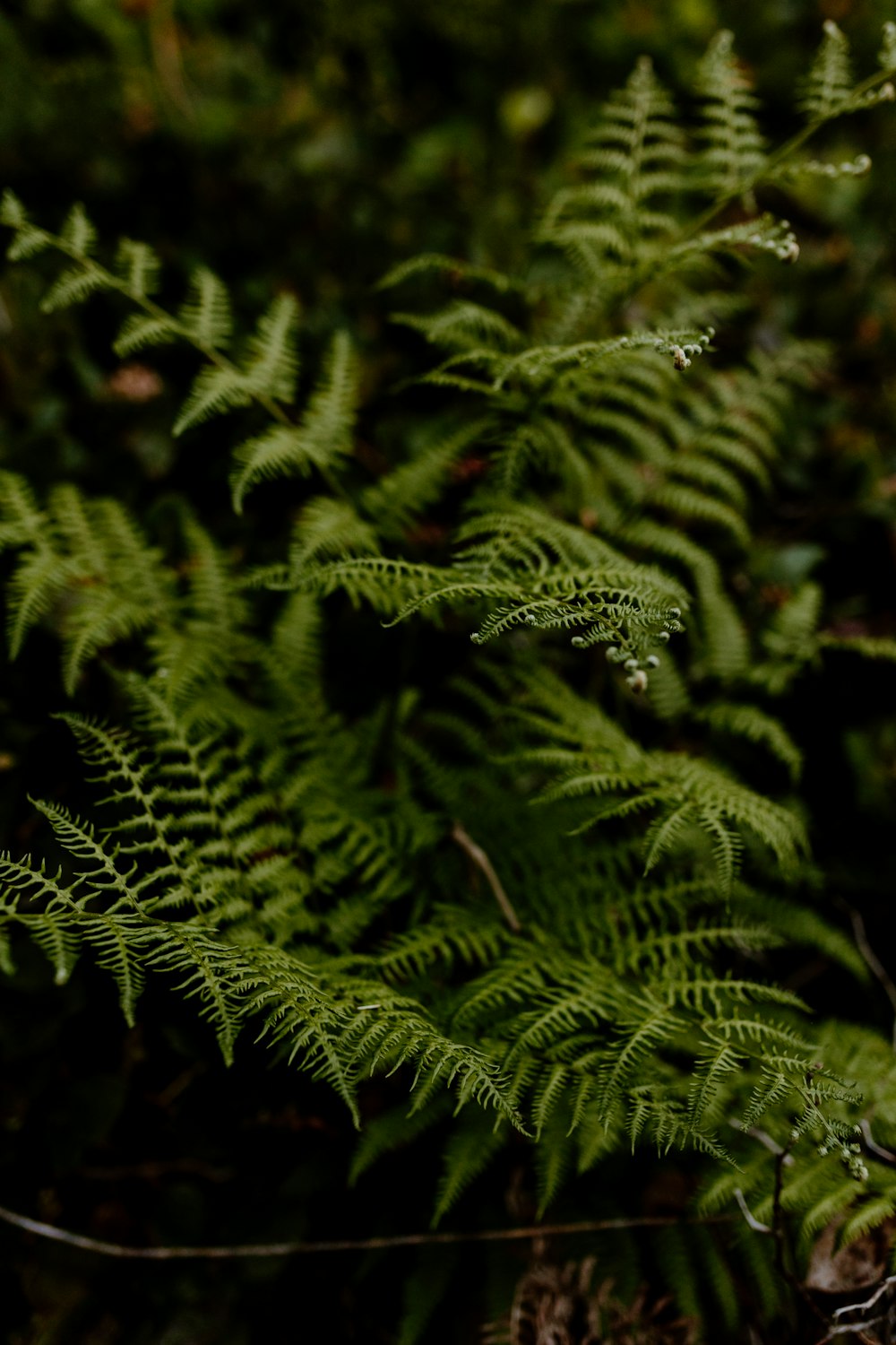 a close up of a green plant