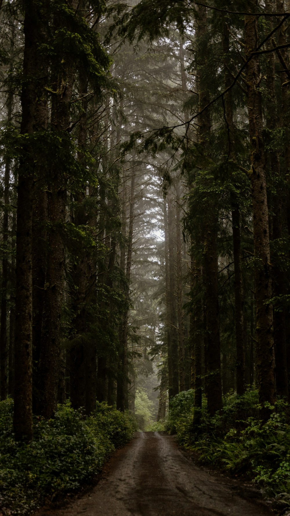 a tree in a forest