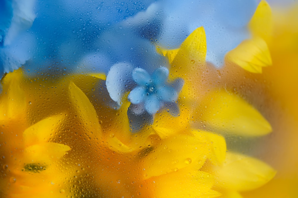 a close up of a yellow flower