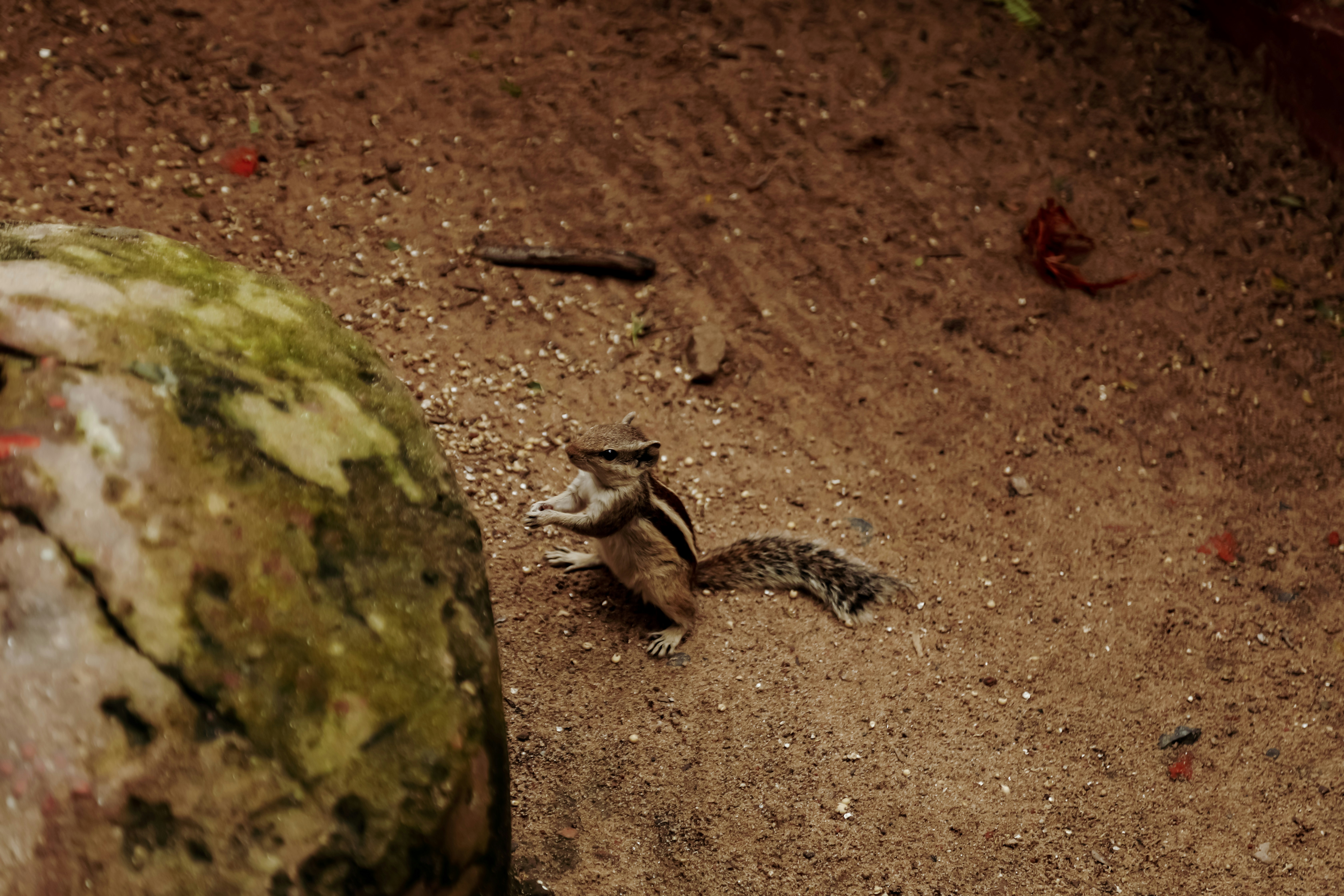 a mouse on the ground