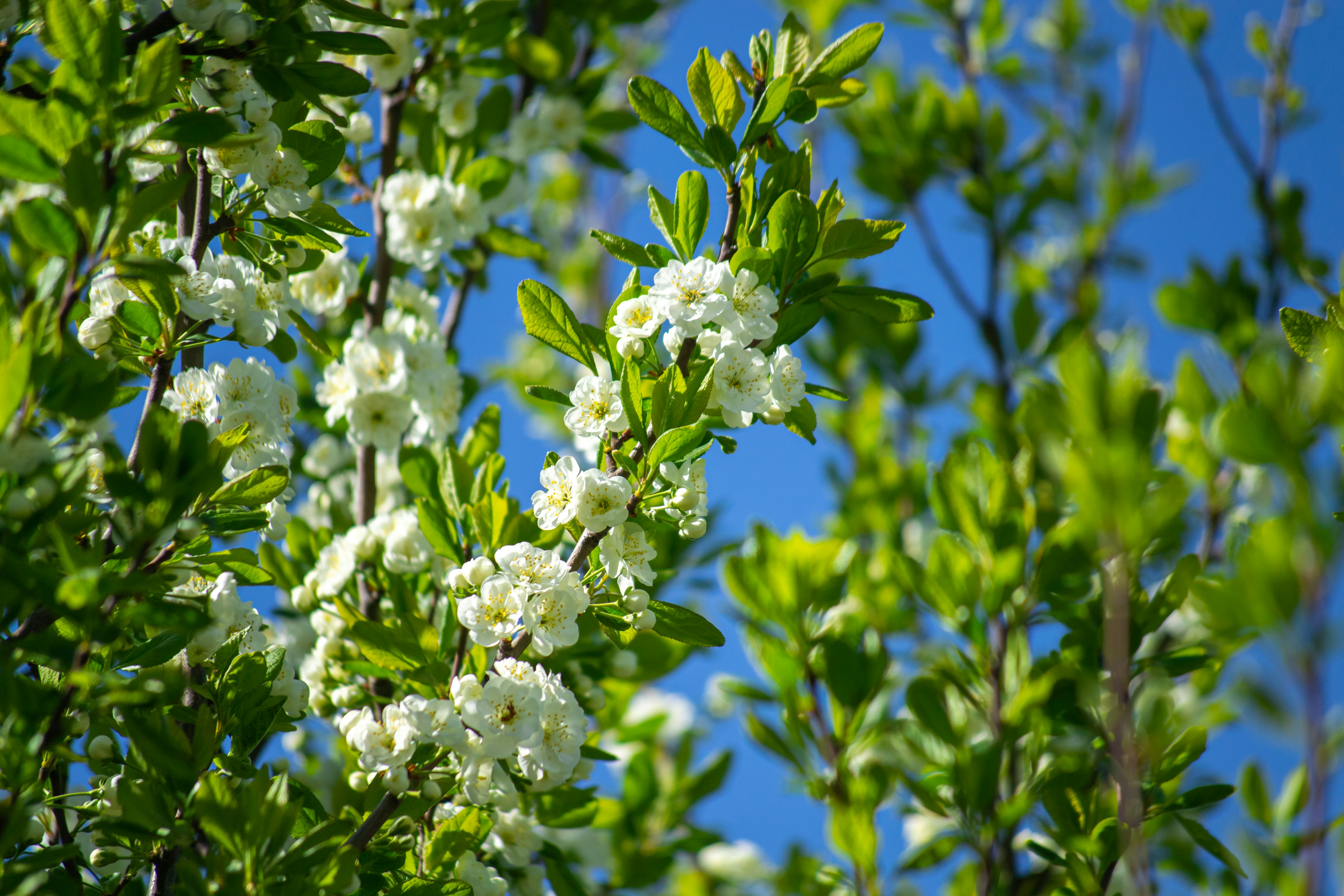 Photo by nikkitenkos