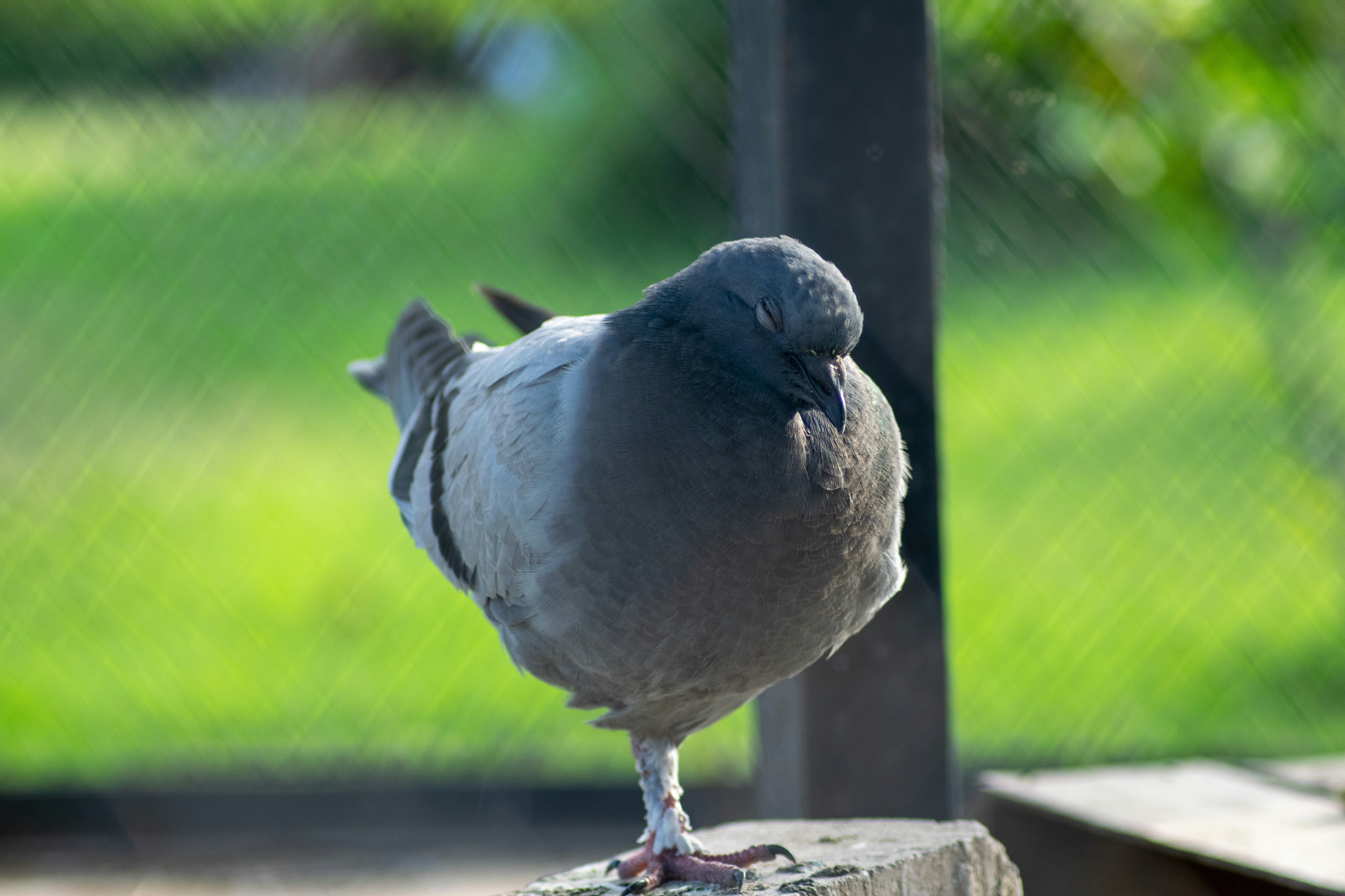 a bird standing on a ledge