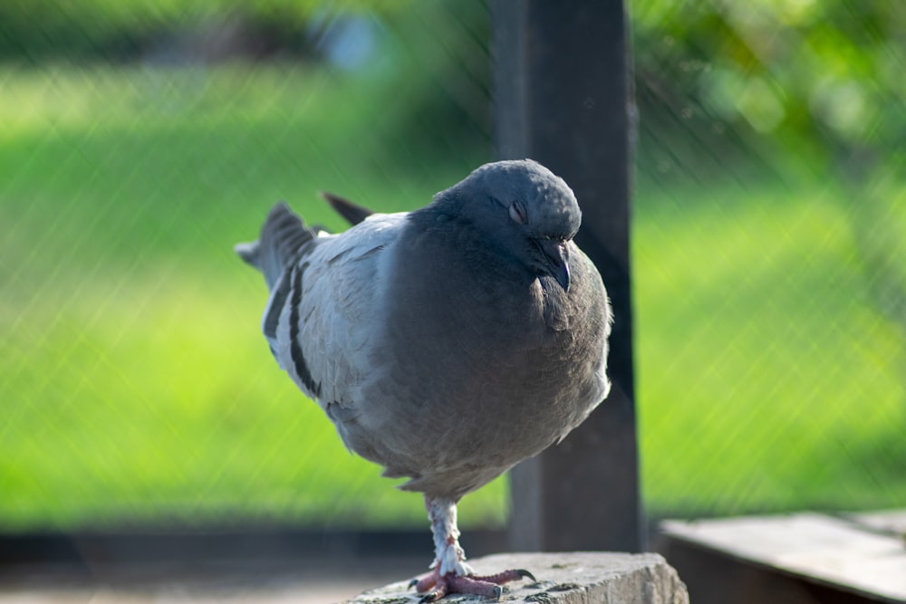 a bird standing on a ledge