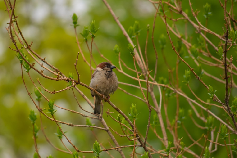a small bird perched on a branch