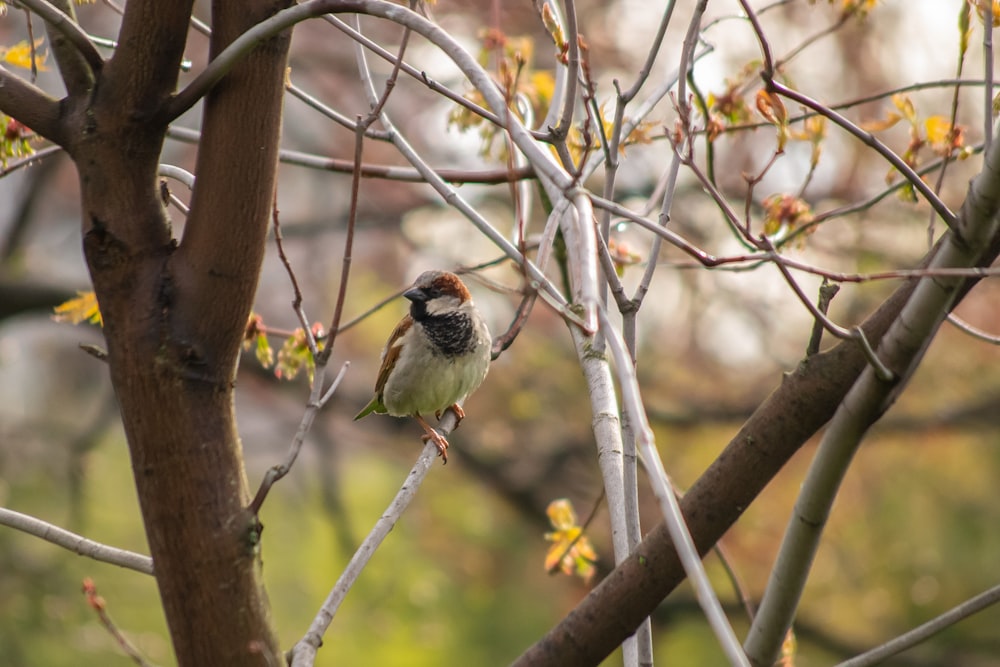 a bird perched on a tree branch