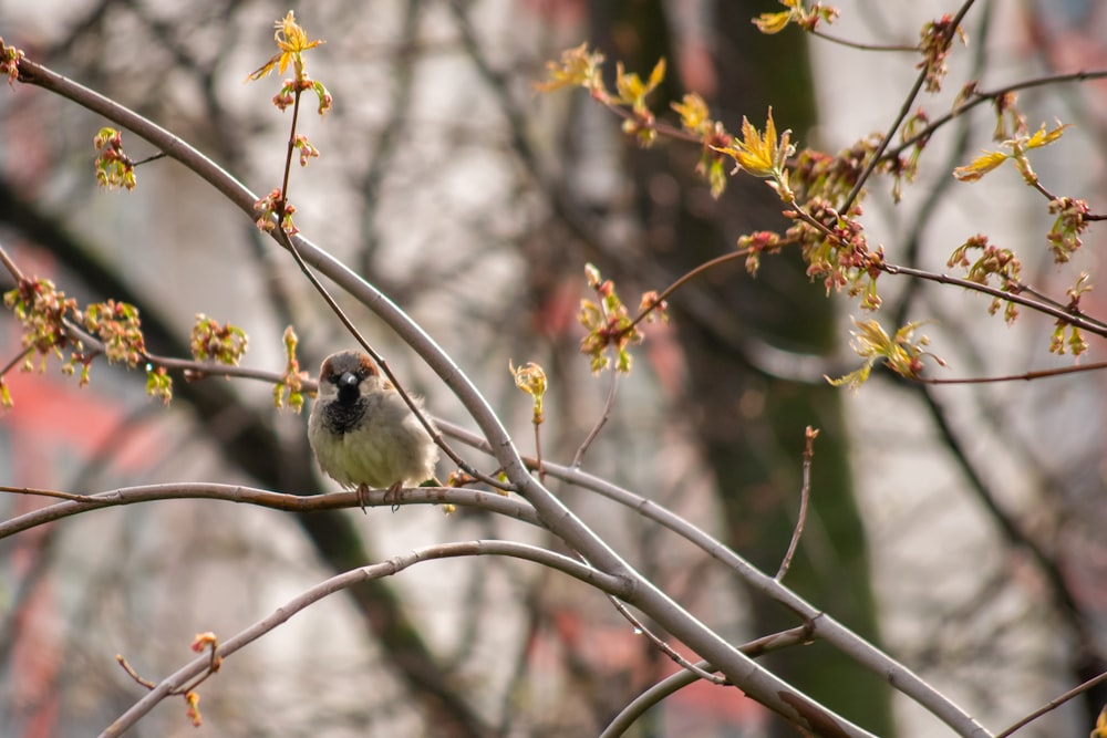 a bird sitting on a branch