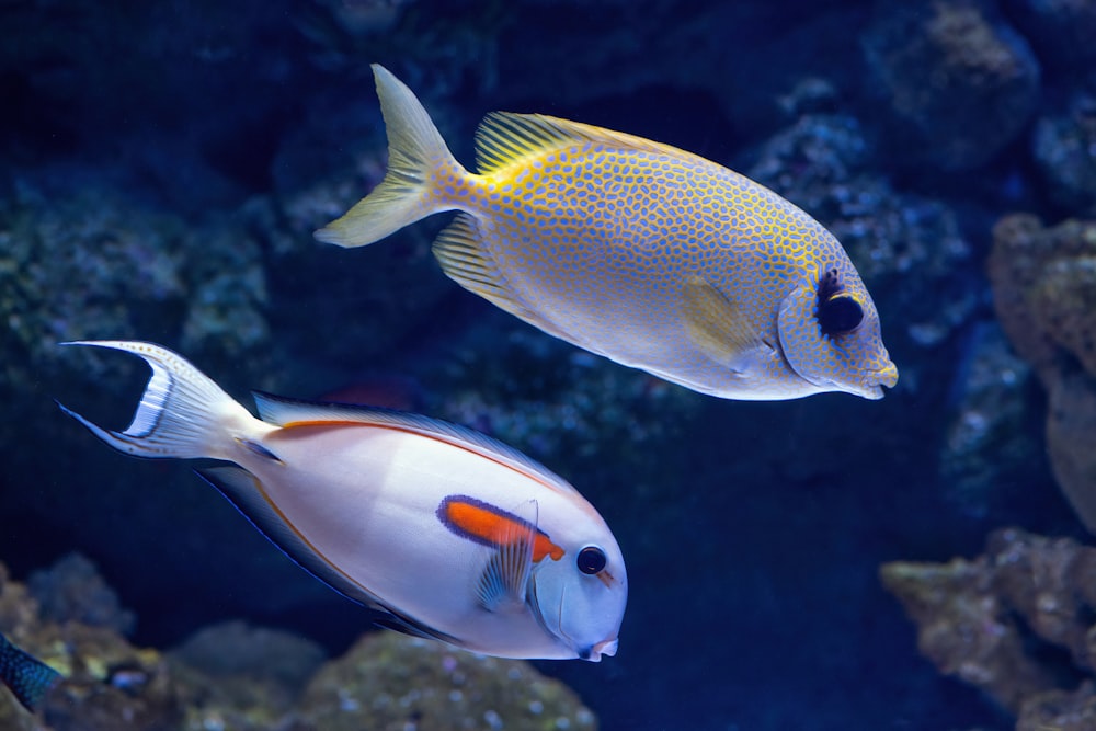 eine Gruppe von Fischen, die im Wasser schwimmen