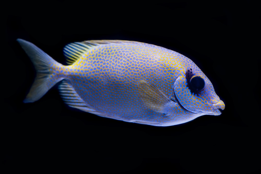 un poisson nageant dans l’eau