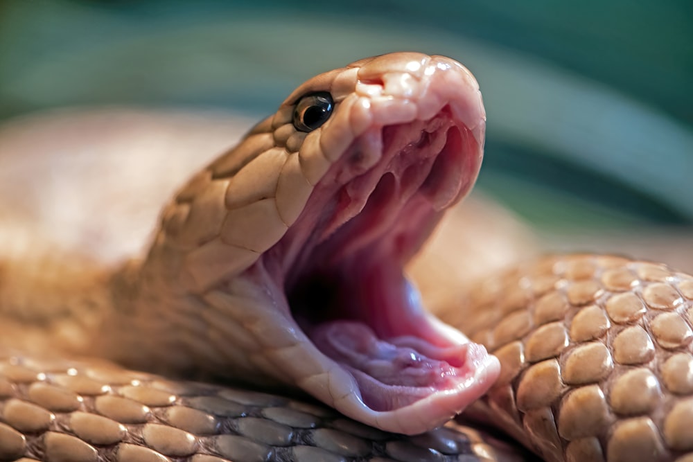 um lagarto com a boca aberta