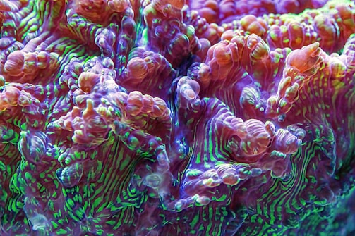 A vibrant and intricate close-up of coral with a textured surface. The corals are predominantly purple and green with hints of other colors, forming organic, swirling patterns and bulbous shapes.