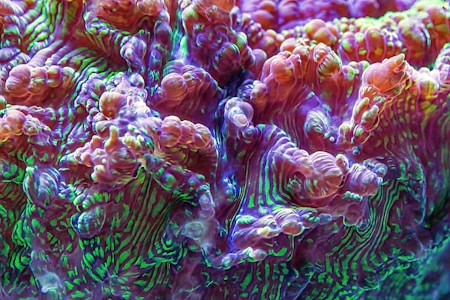 A vibrant and intricate close-up of coral with a textured surface. The corals are predominantly purple and green with hints of other colors, forming organic, swirling patterns and bulbous shapes.