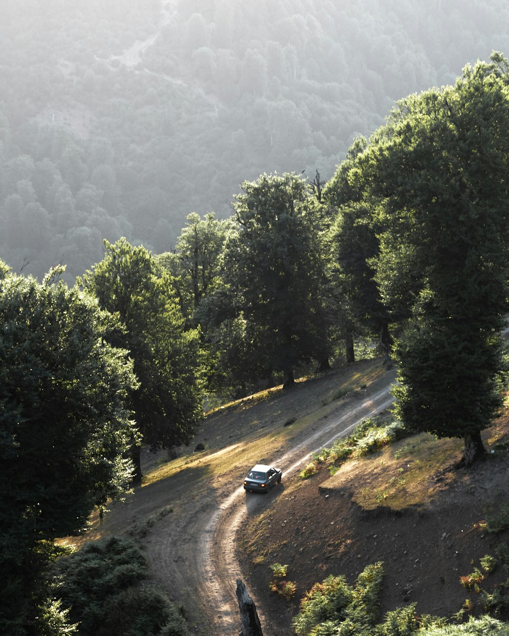 a car driving on a road surrounded by trees