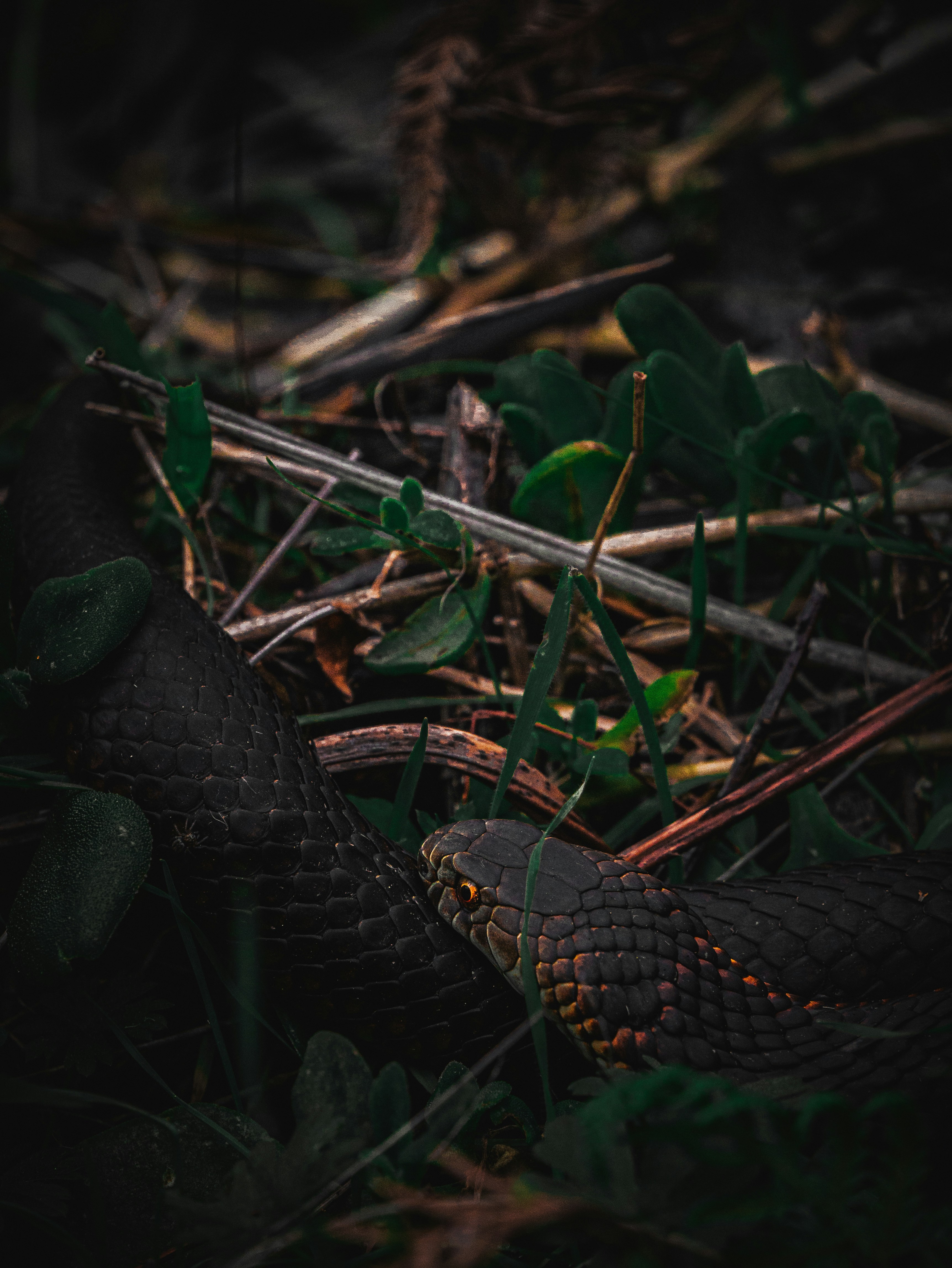 Do Snakes Chase People