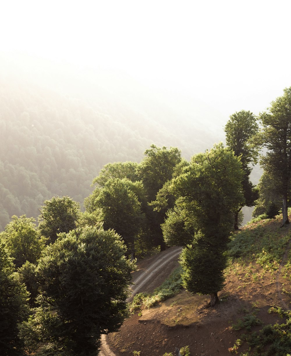 a road surrounded by trees