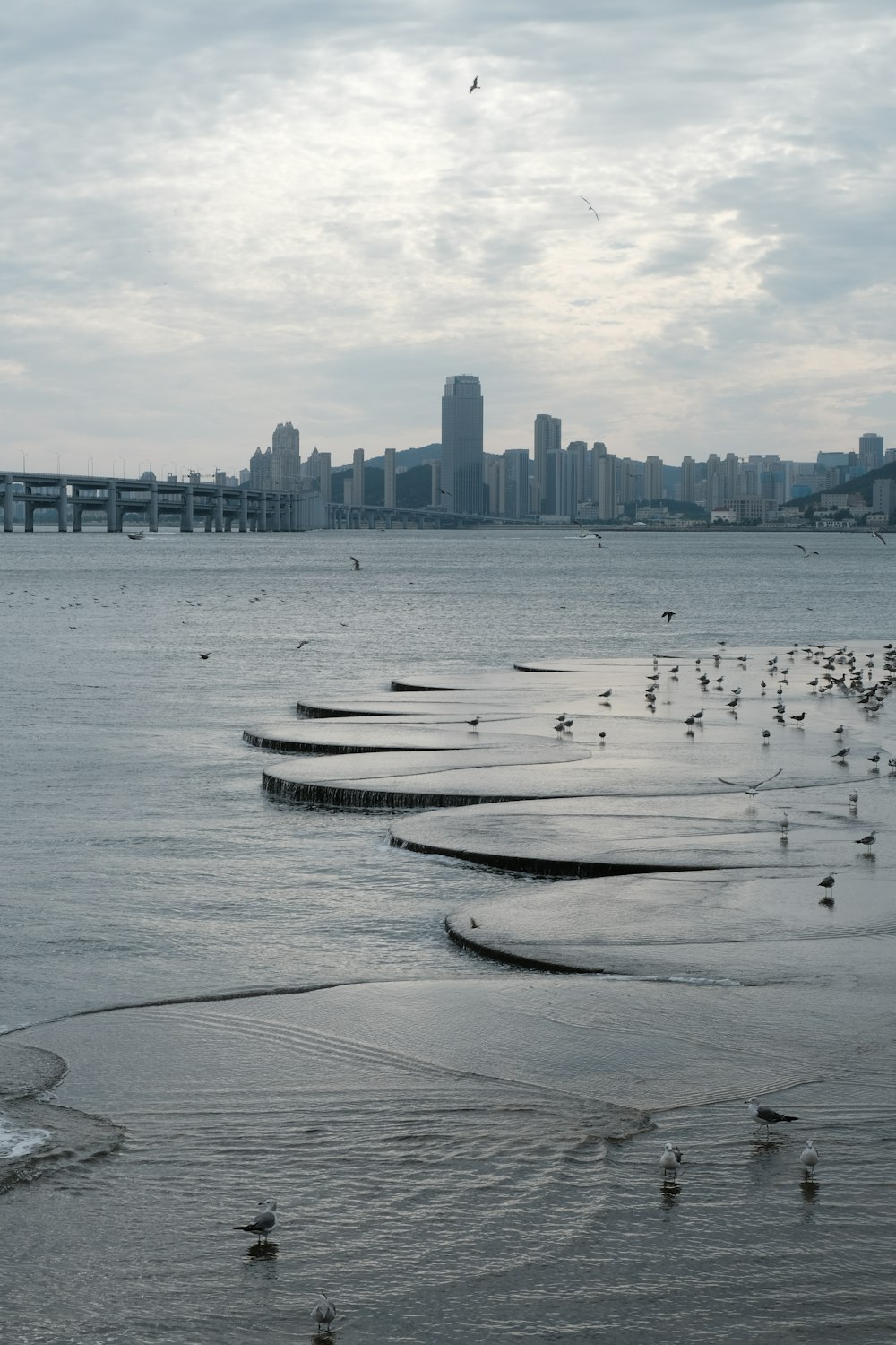 a group of birds on a dock