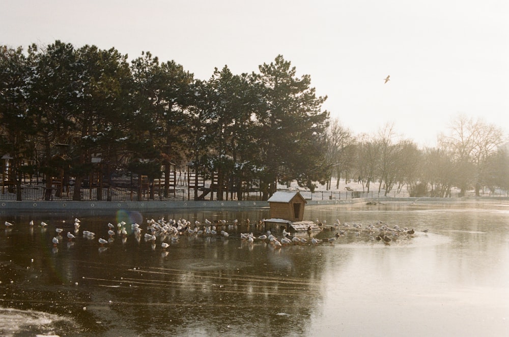 a group of birds on a dock