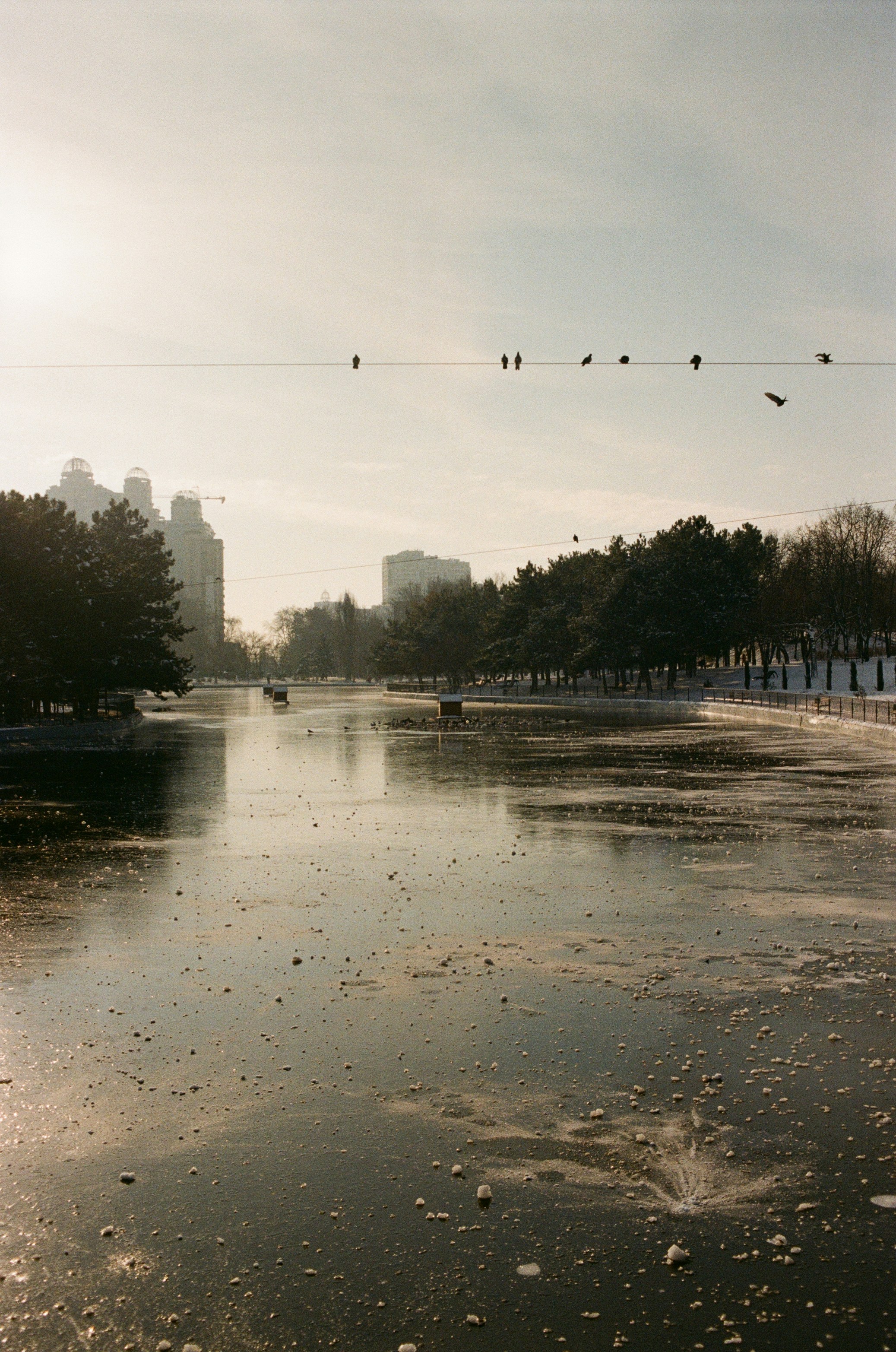 birds flying over a river
