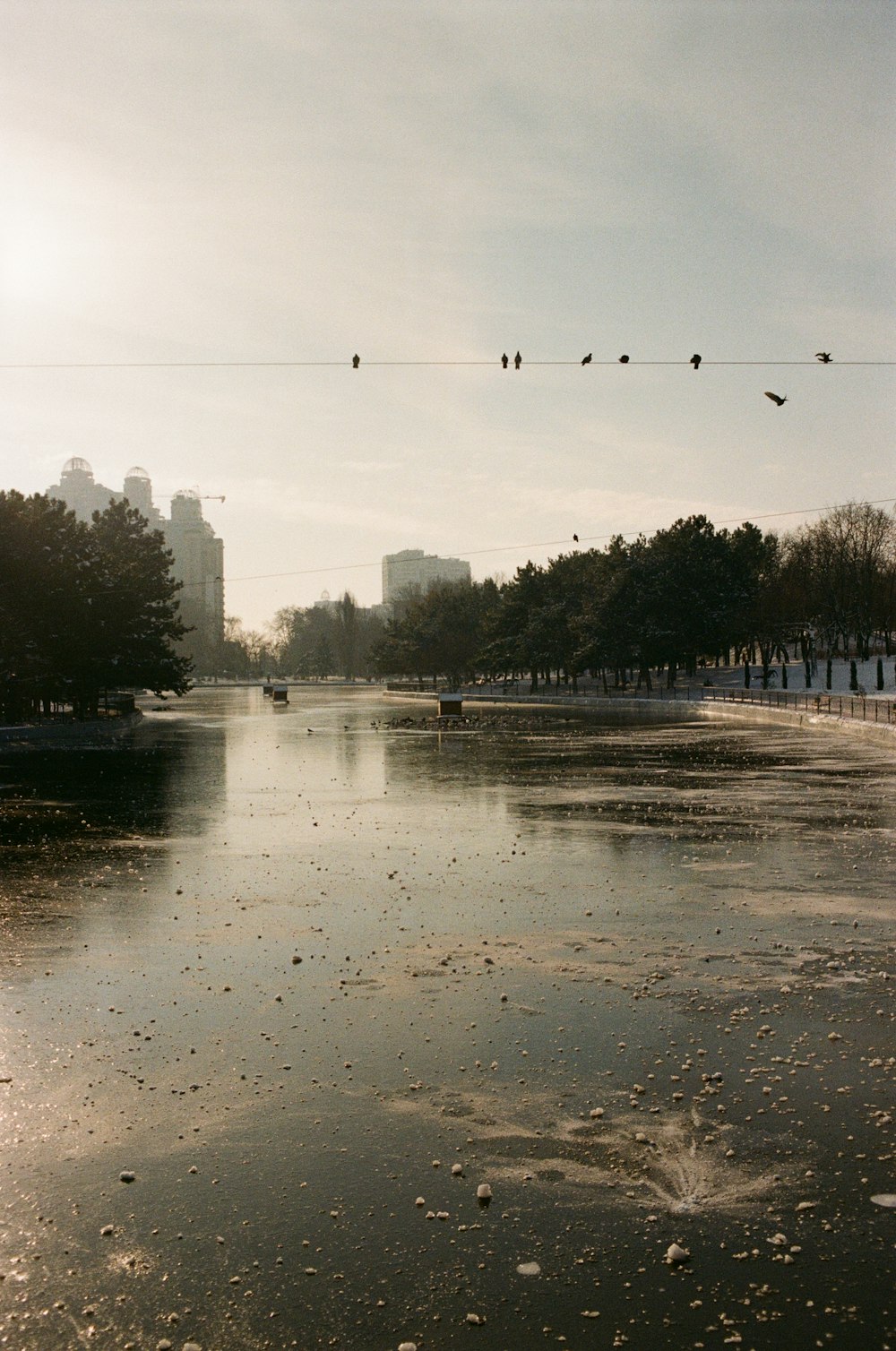 birds flying over a river