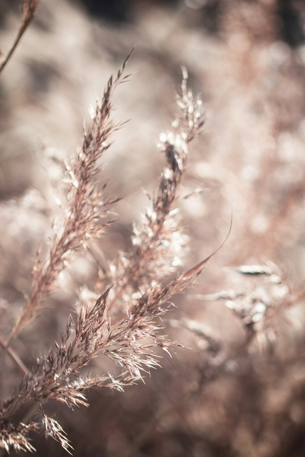 close up of a plant