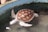 A turtle with a uniquely patterned shell swims in a shallow, circular tank. The shell features a striking geometric design with shades of brown and orange. The tank has a worn, blue inner rim with some algae or dirt accumulating along the edges.