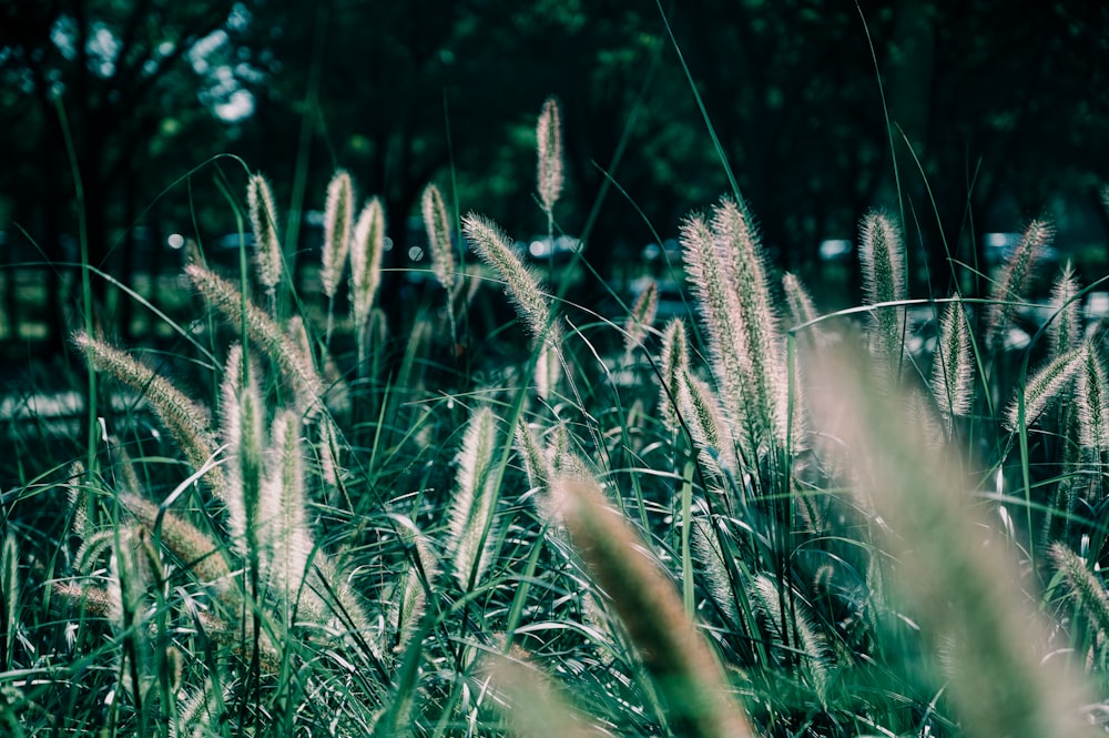 close-up of a field of wheat