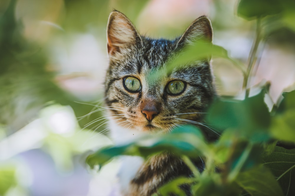 a cat in a bush