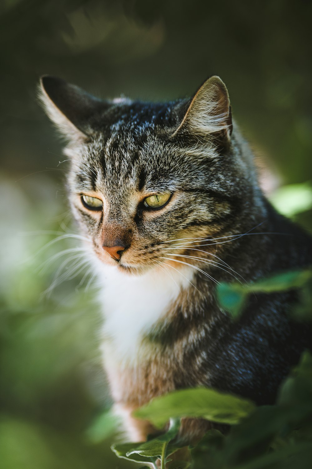 a cat looking at the camera