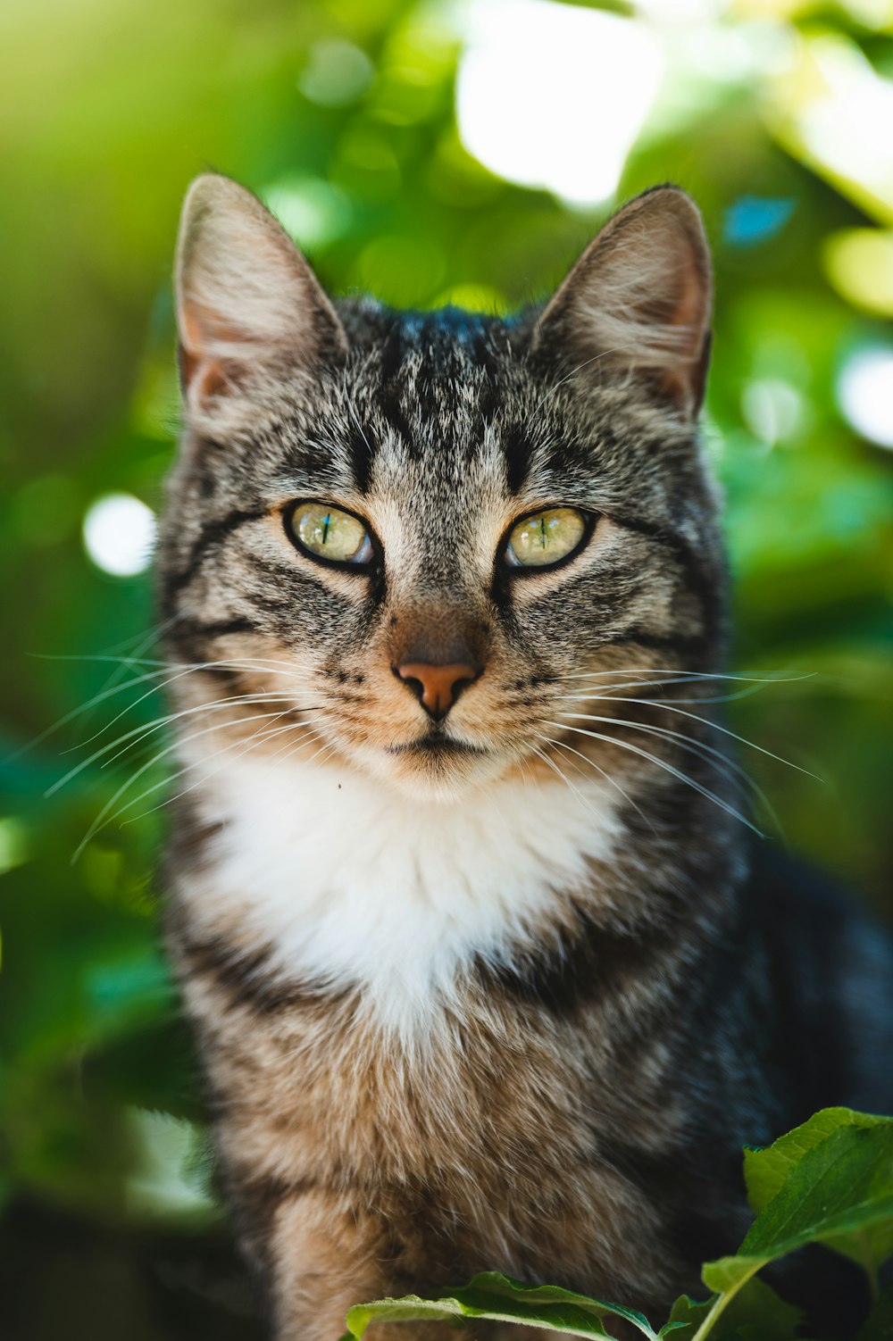 a cat with green eyes