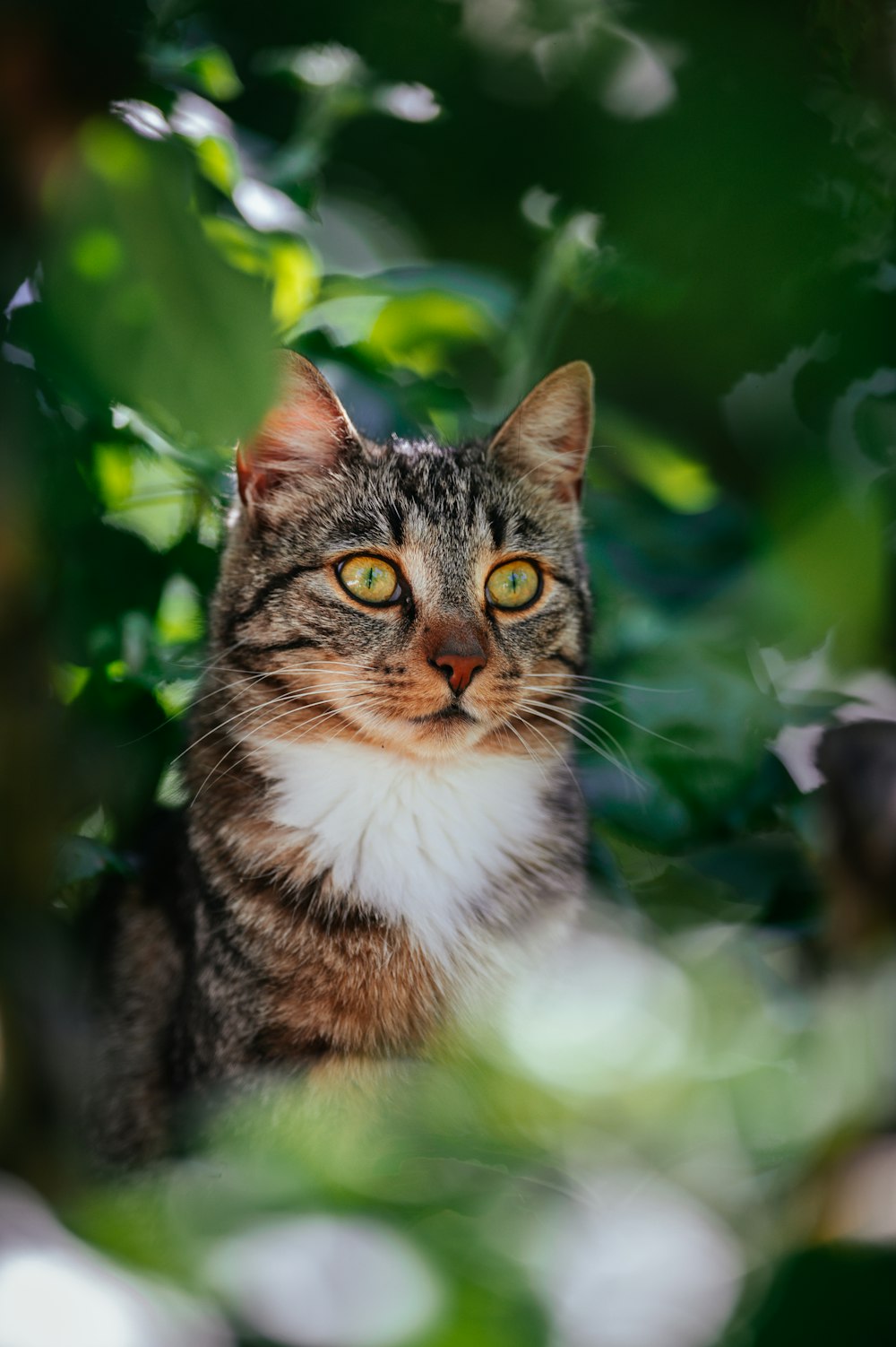 a cat with green eyes