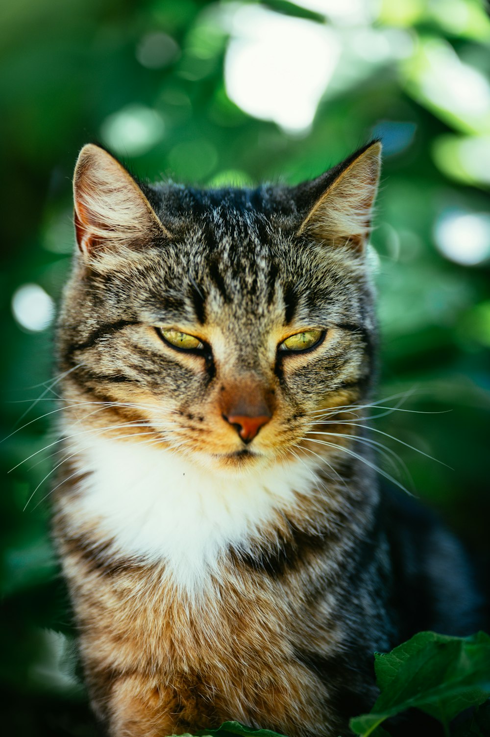 a cat with a bushy tail