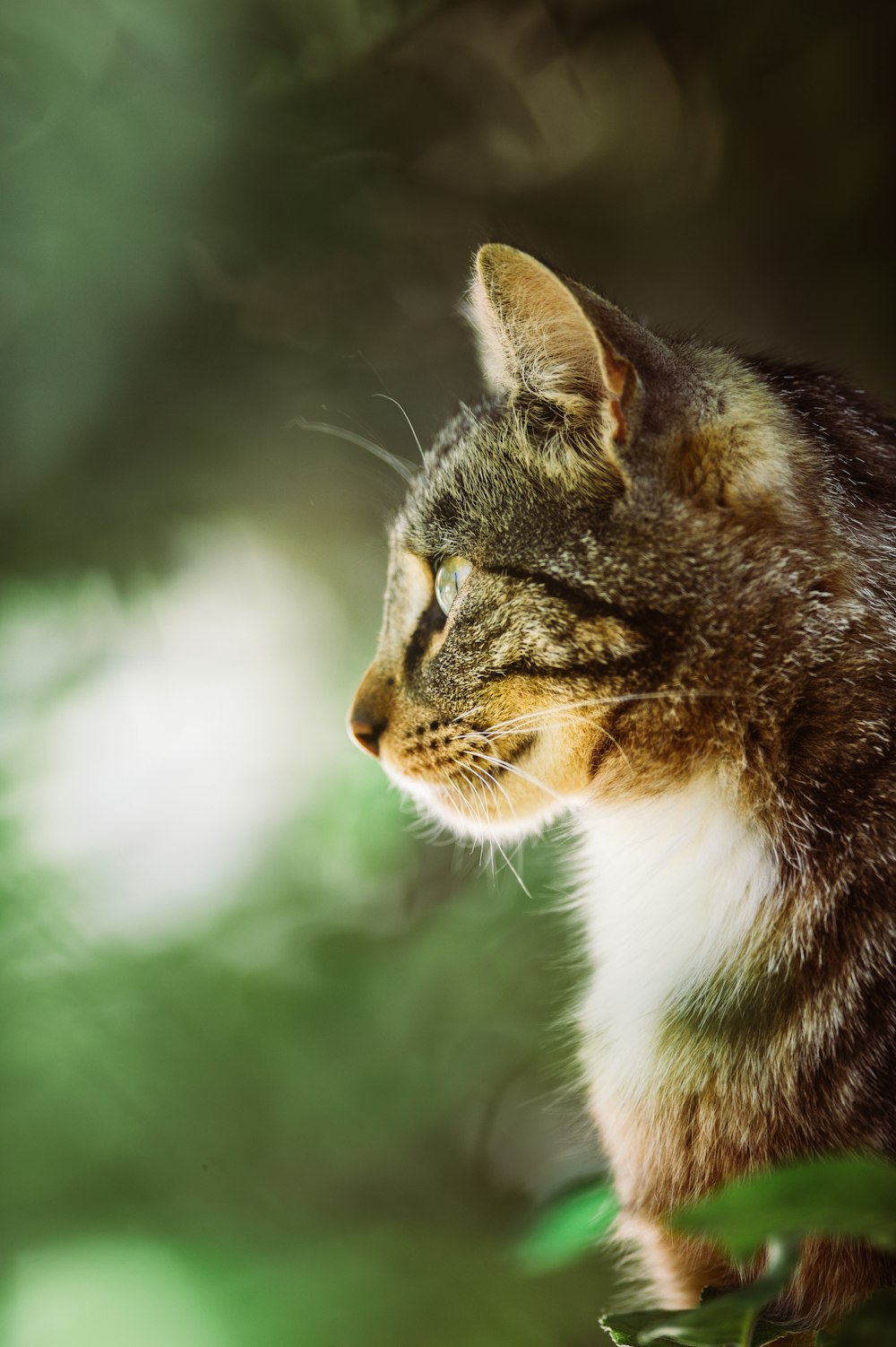 a cat looking up