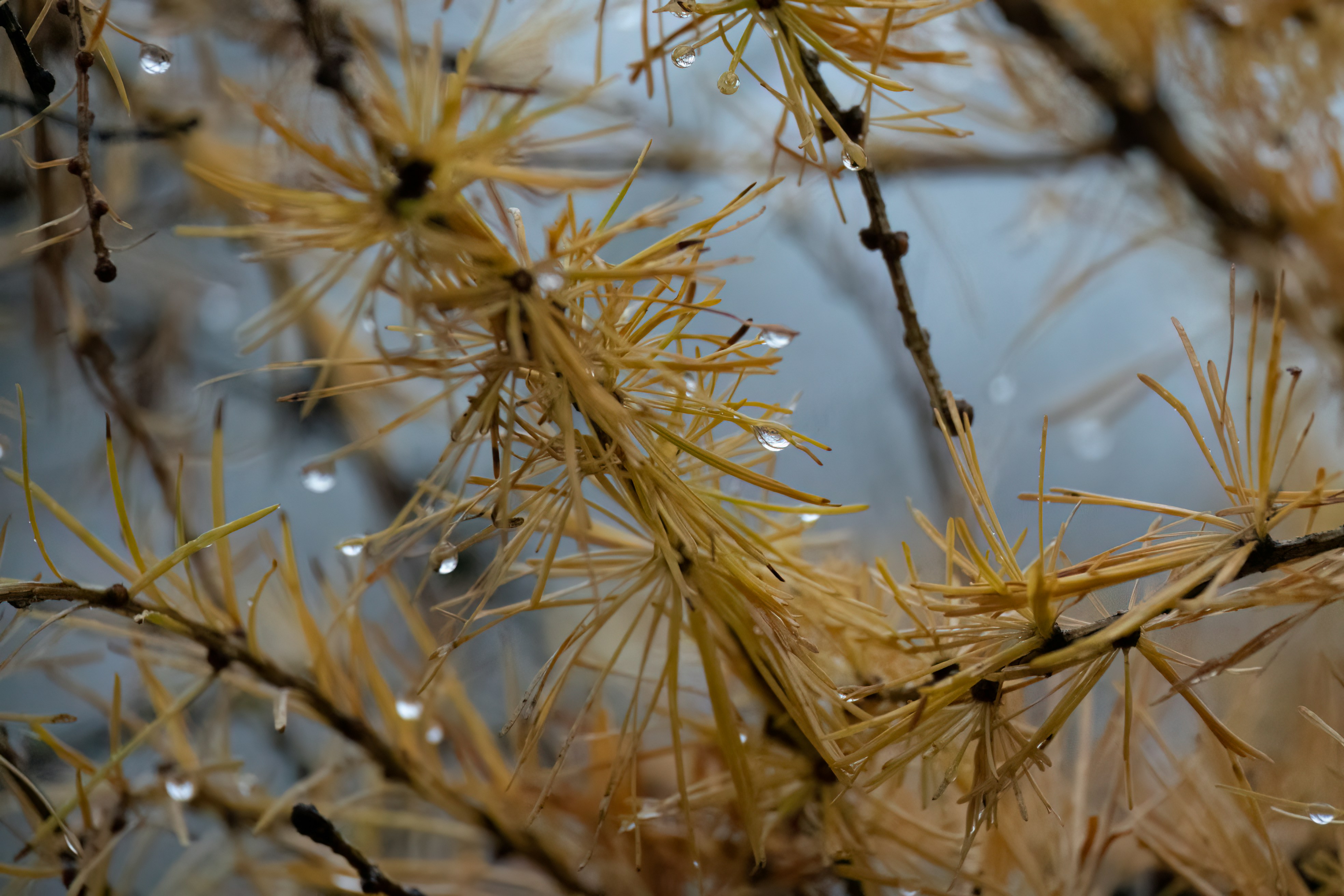 Photo by lacostercell