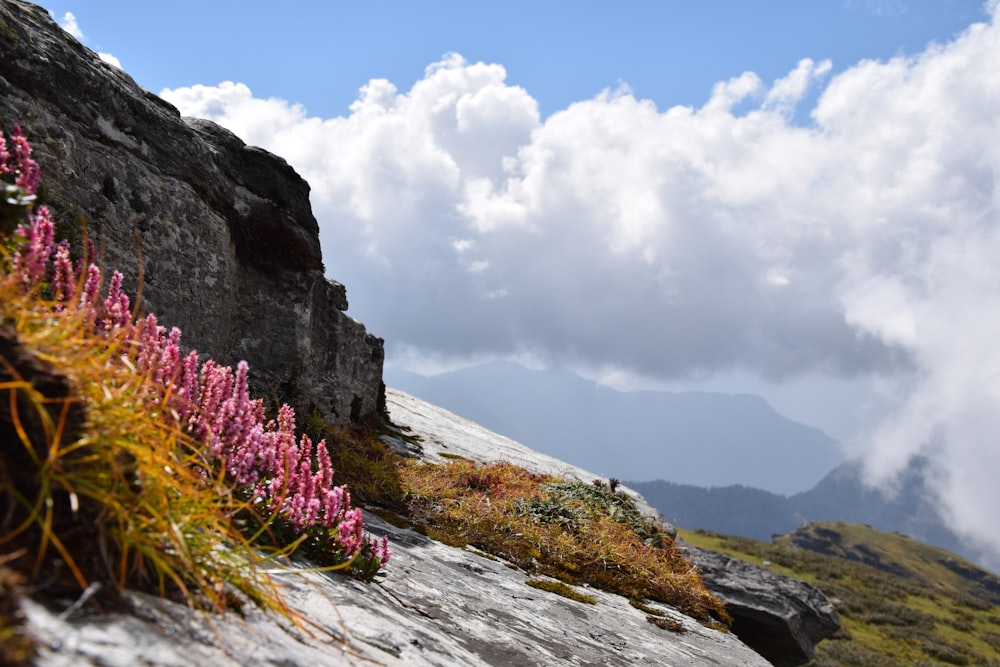 una montagna con fiori su di esso