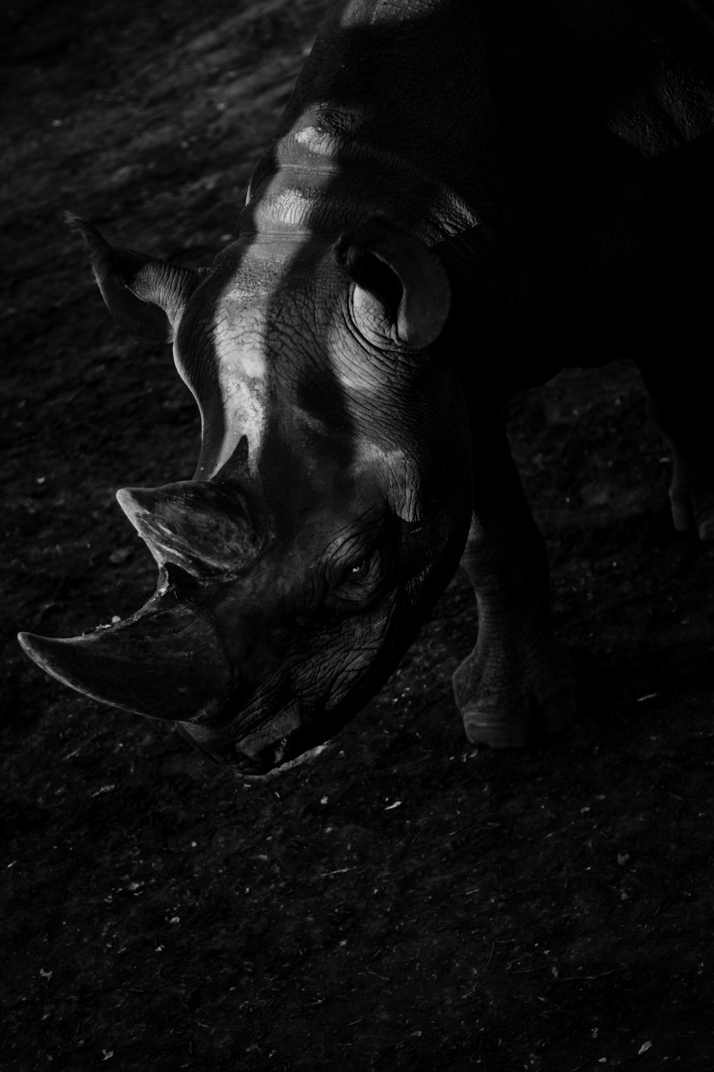 a black and white photo of a rhinoceros