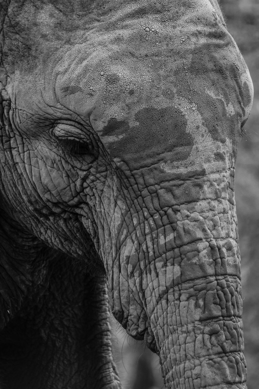 an elephant with its eyes closed