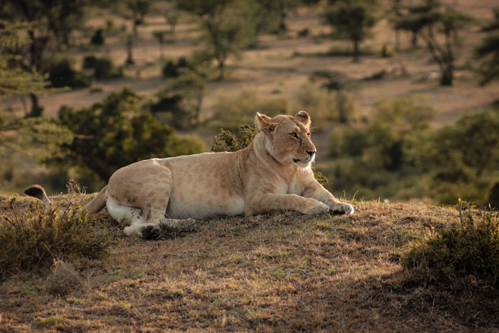 a lion lying down in a field