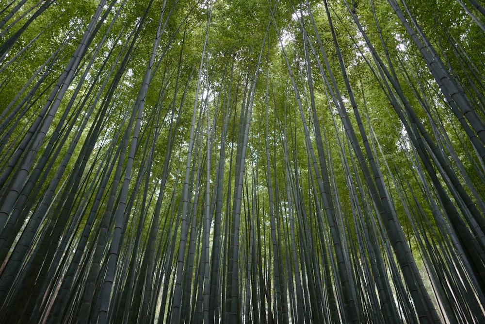 100+ Bamboo Pictures  Download Free Images & Stock Photos on Unsplash