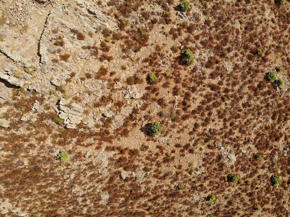a close-up of a dirt surface