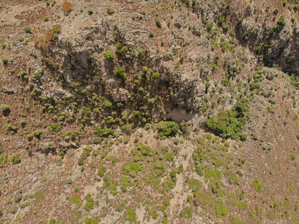 a rocky area with plants