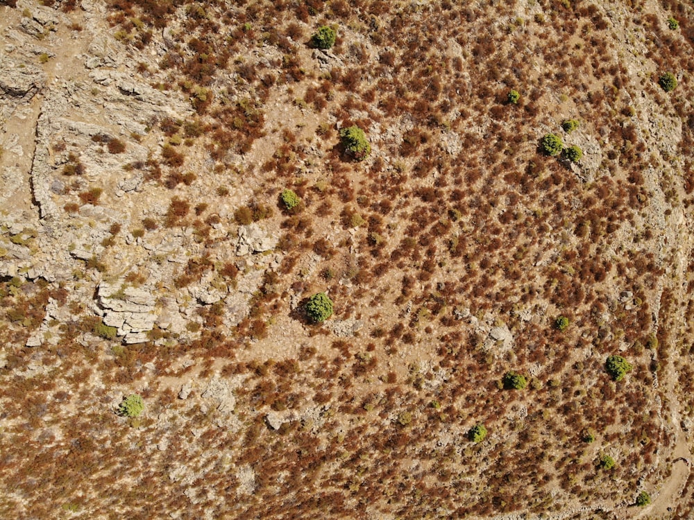 a close-up of a dirt area